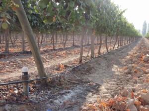 irrigation-goutte-a-goutte